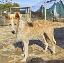 CHARLIE, Hund, Podenco-Mischling in Spanien