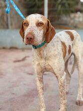 MEL, Hund, Pointer-Mischling in Spanien