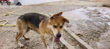 GUNHILDA, Hund, Schäferhund-Mischling in Spanien