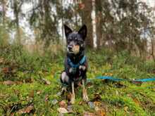 SAM, Hund, Mischlingshund in Schwaig