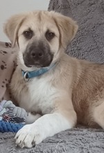 ASLAN, Hund, Mischlingshund in Ahrensburg