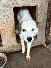 YUKI, Hund, Mischlingshund in Rumänien