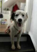 YUKI, Hund, Mischlingshund in München