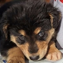 FERDI, Hund, Mischlingshund in Bulgarien