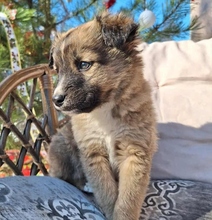 FRISO, Hund, Mischlingshund in Bulgarien