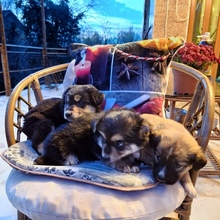 FALK, Hund, Mischlingshund in Bulgarien