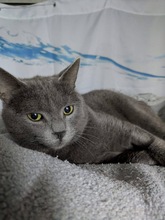 YURA, Katze, Hauskatze in Zypern