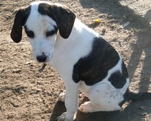 HECTOR, Hund, Mischlingshund in Griechenland