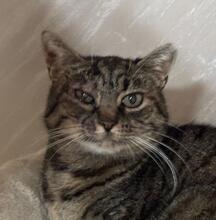 BONNIE, Katze, Europäisch Kurzhaar in Bulgarien