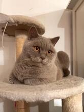 COCO, Katze, Britisch Kurzhaar-Mix in Lorch