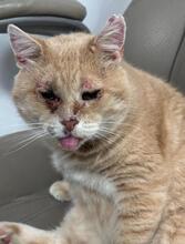 GUSI, Katze, EHK in Bulgarien