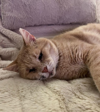 GUSI, Katze, Europäisch Kurzhaar in Wiernsheim