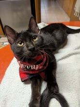 CHARCOAL, Katze, Hauskatze in Zypern