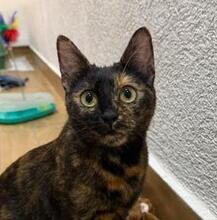 LILA, Katze, Europäisch Kurzhaar in Bulgarien