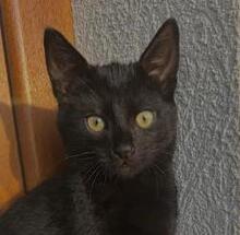 SHADOW, Katze, EHK in Bulgarien