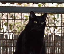 NEGRA, Katze, Europäisch Kurzhaar in Garbsen