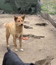 EMILIO, Hund, Mischlingshund in Rumänien