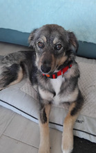 LOLA, Hund, Mischlingshund in Rumänien