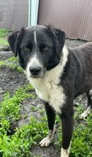 FLYNN, Hund, Mischlingshund in Rumänien