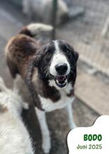 BODO, Hund, Mischlingshund in Rumänien