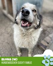 BLONA, Hund, Mischlingshund in Belgien