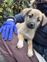 FELI, Hund, Mischlingshund in Rumänien