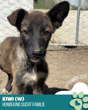KIWI, Hund, Mischlingshund in Rumänien