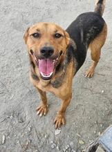 REX, Hund, Mischlingshund in Rumänien