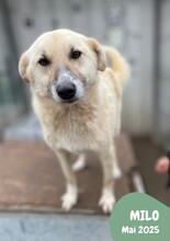 MILO, Hund, Mischlingshund in Rumänien