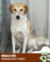 MALLO, Hund, Mischlingshund in Rumänien