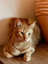 MARTIN, Katze, Hauskatze in Zypern