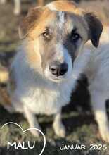 MALU, Hund, Mischlingshund in Rumänien