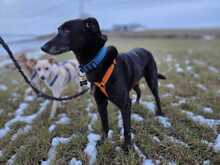 RIMO, Hund, Mischlingshund in Zusamaltheim
