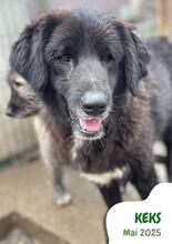 KEKS, Hund, Mischlingshund in Rumänien