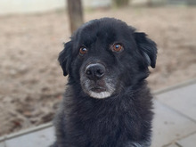 JACK, Hund, Mischlingshund in Hamburg