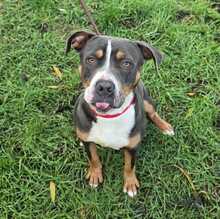 ADONIS, Hund, Mischlingshund in Ungarn