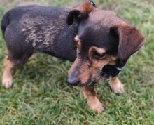 MAX, Hund, Dackel Mischling in Slowakische Republik