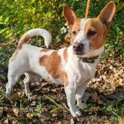 DERRY, Hund, Terrier in Slowakische Republik
