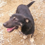 FELIX, Hund, Mischlingshund in Slowakische Republik