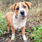 KUGLOF, Hund, Shar Pei-Mix in Slowakische Republik
