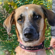 MALINA, Hund, Mischlingshund in Slowakische Republik