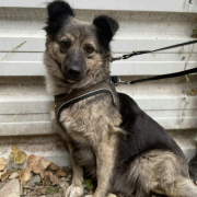 NADIA, Hund, Mischlingshund in Slowakische Republik