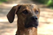 LASKO, Hund, Mischlingshund in Pinneberg