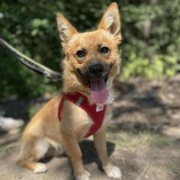 STEVEN, Hund, Mischlingshund in Gummersbach