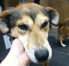 BOBBY, Hund, Labrador-Collie-Mix in Siesbach