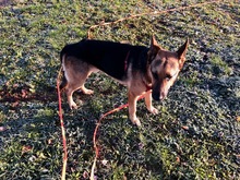 FIGO, Hund, Schäferhund in Ladenburg