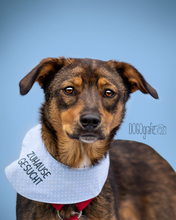 SAYO, Hund, Mischlingshund in Lorsch