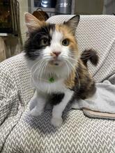 ANGELA, Katze, Langhaarkatze in Ukraine