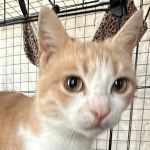 LISKA, Katze, Europäisch Kurzhaar in Taunusstein