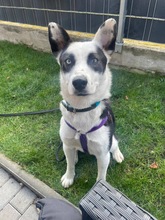 PANDA, Hund, Mischlingshund in Fürth